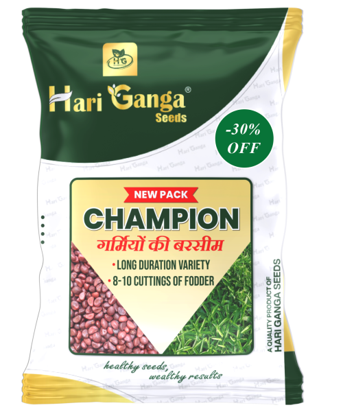 New Champion